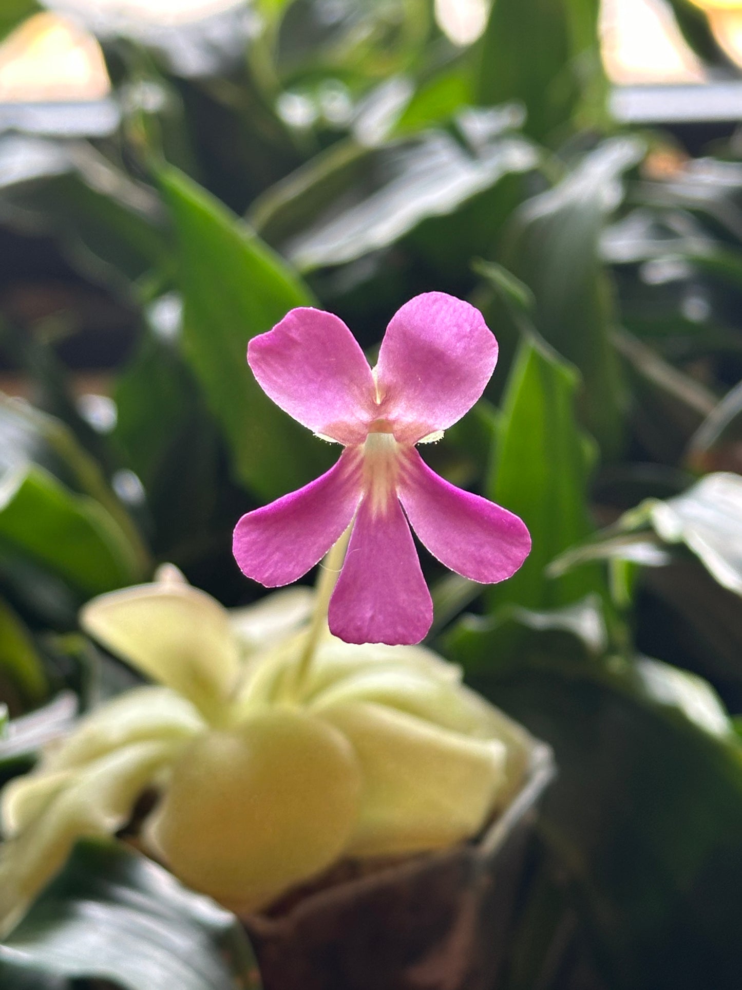 4" Pinguicula moranensis "Butterwort"