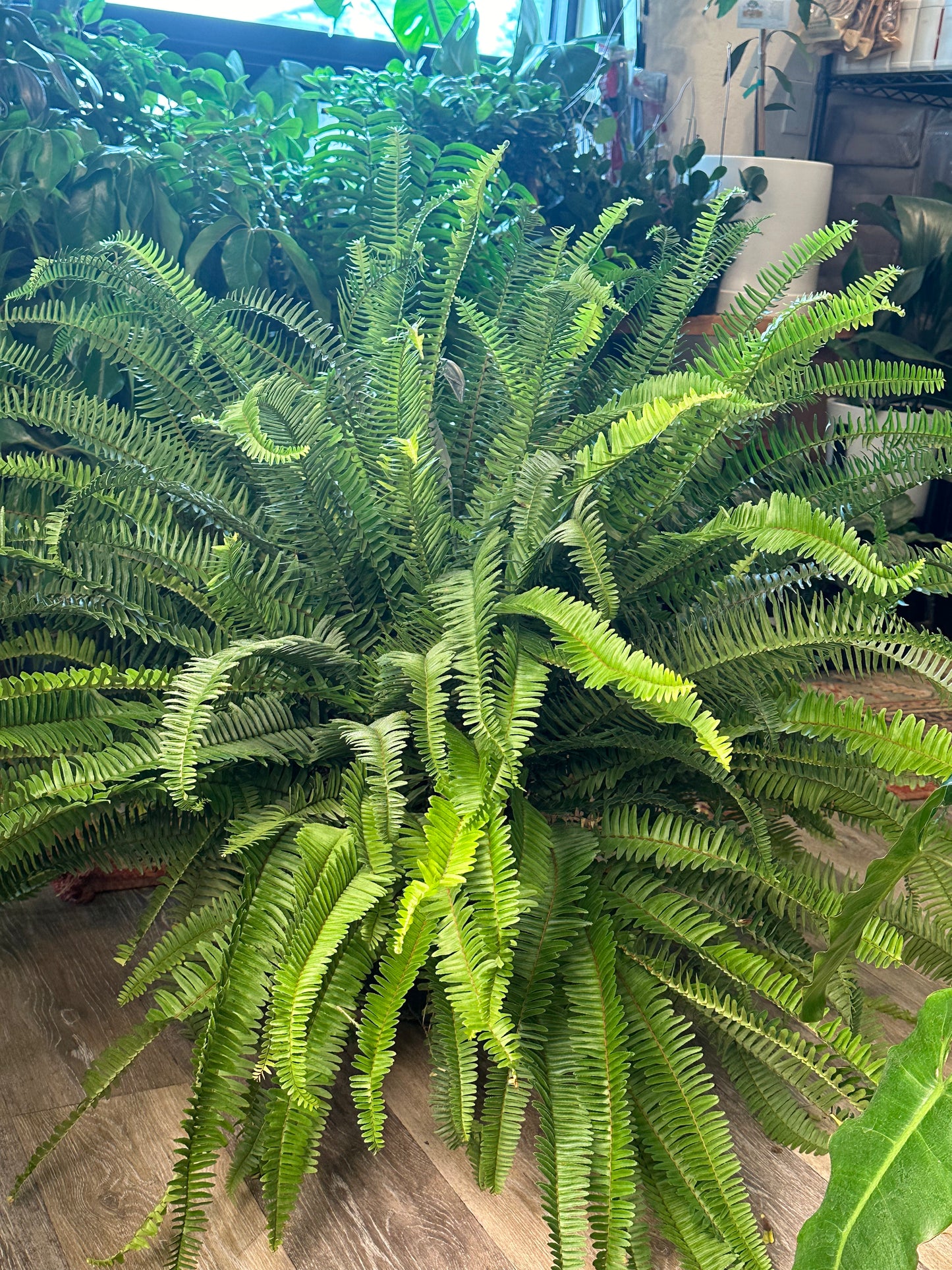 10" Fern Kimberly Queen