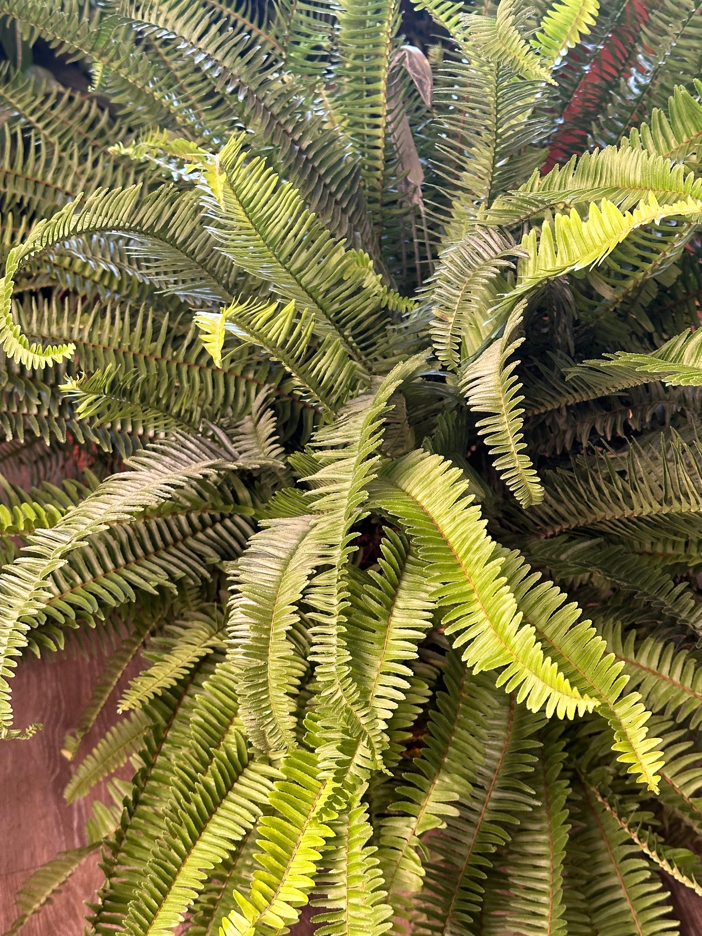 10" Fern Kimberly Queen
