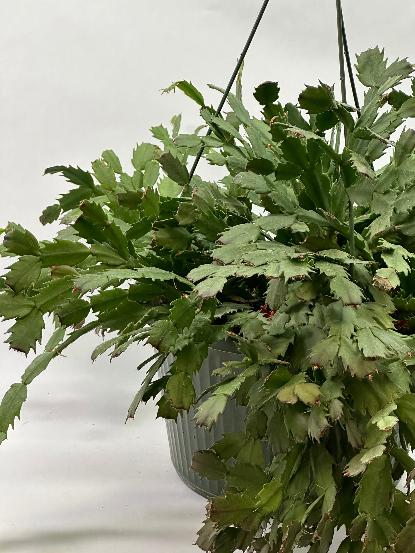 10" HB Christmas Cactus Assorted
