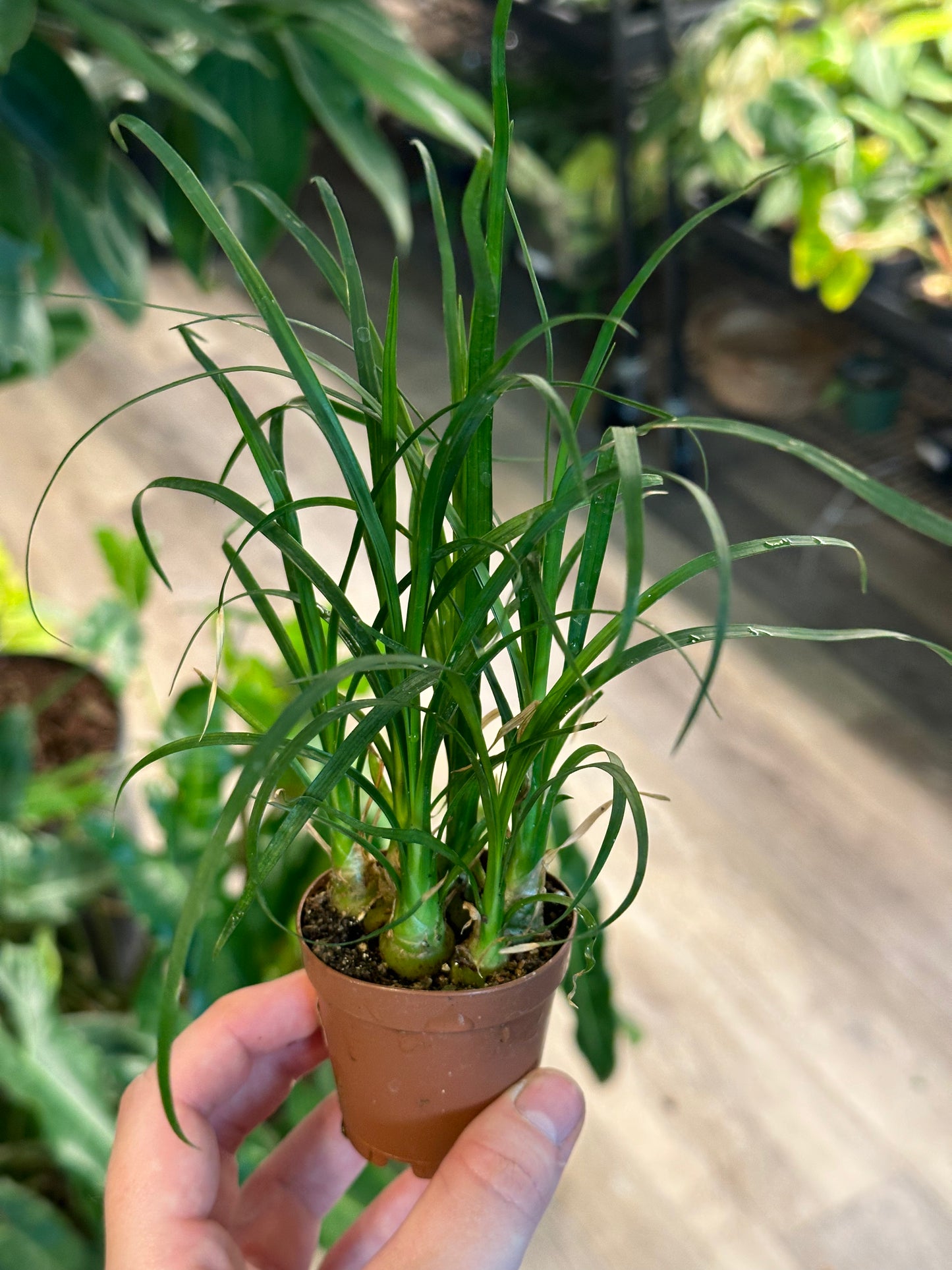 2" Ponytail Palm