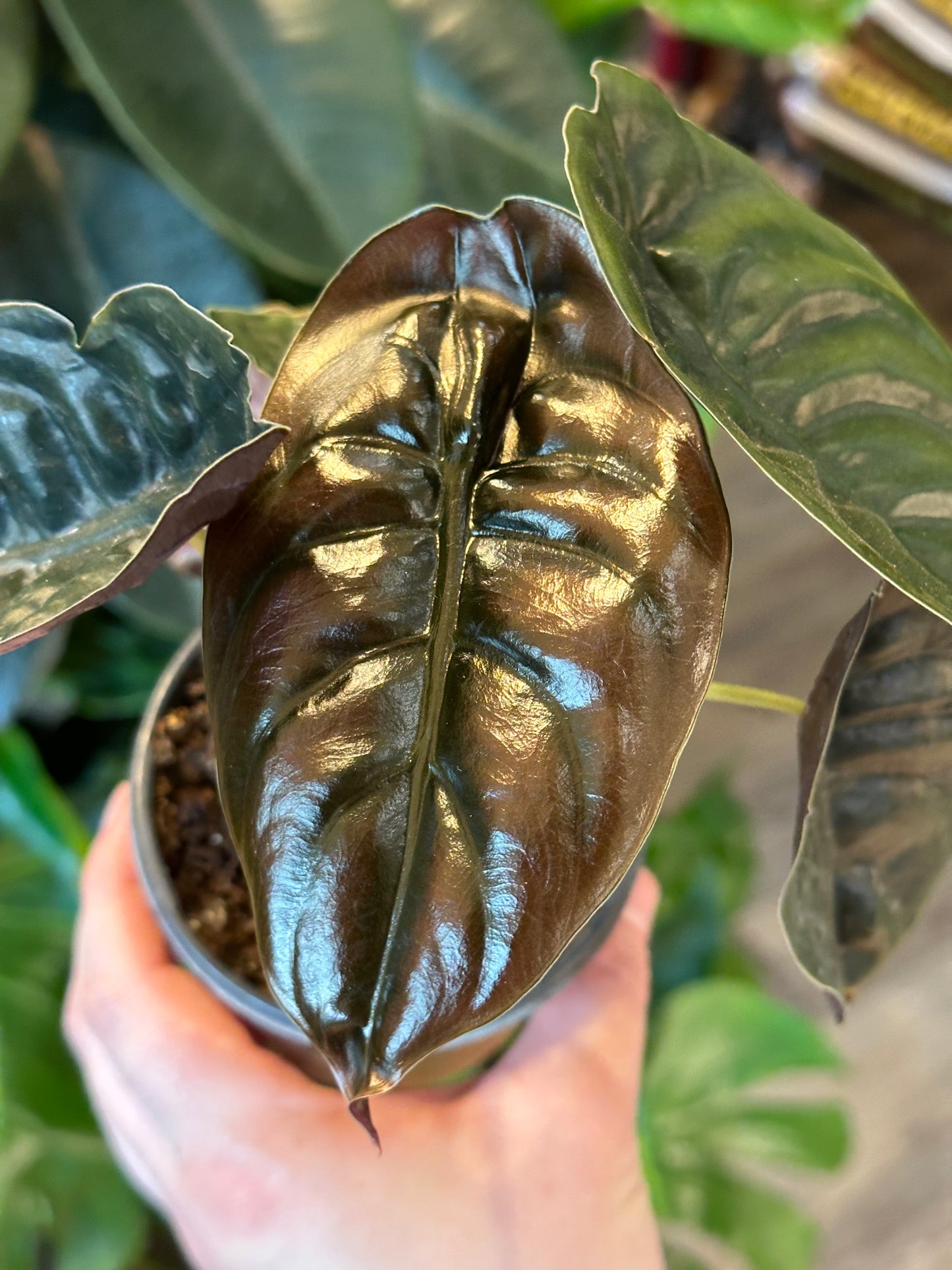 4" Alocasia cuprea "Red Secret"