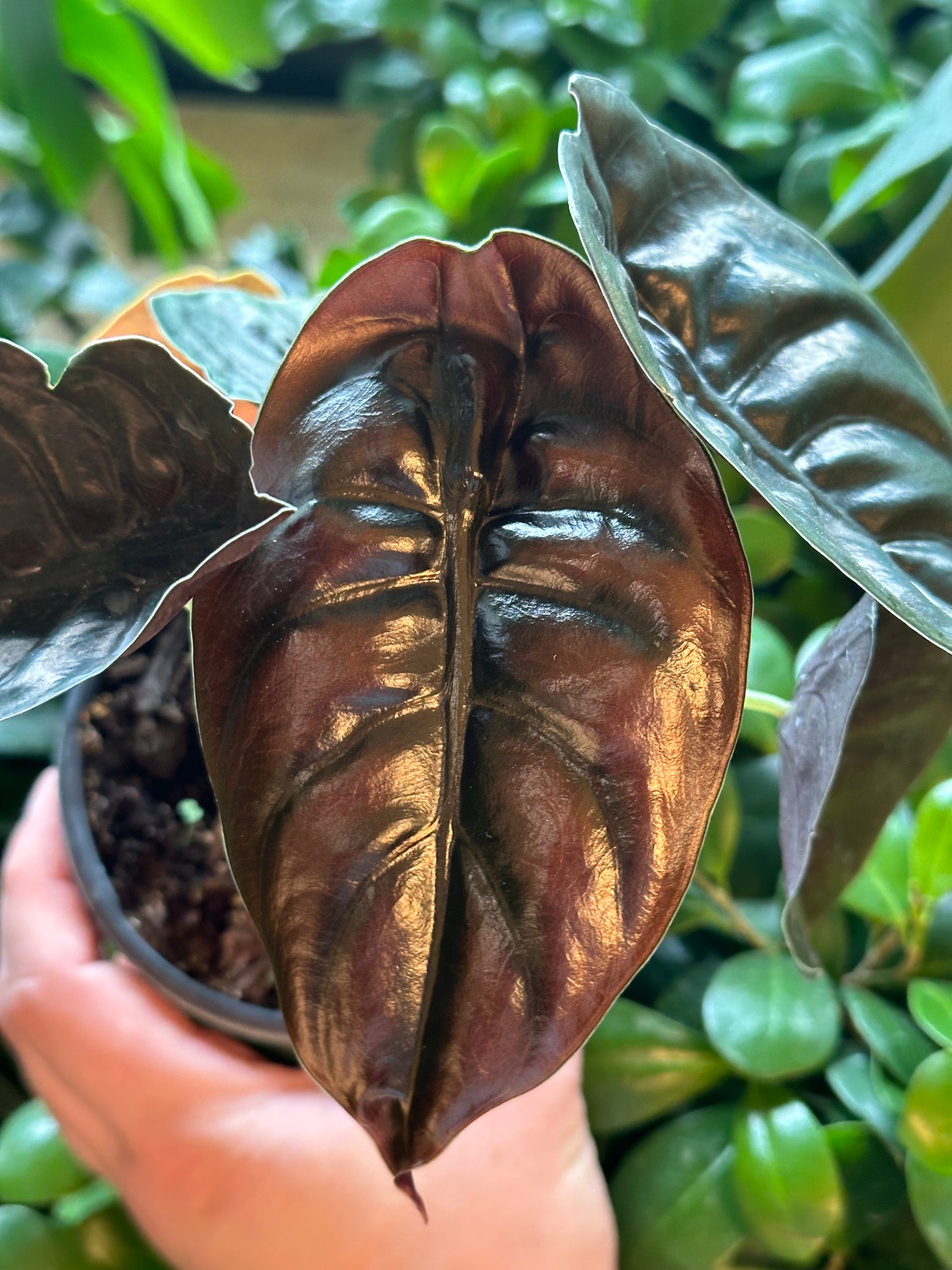 4" Alocasia cuprea "Red Secret"