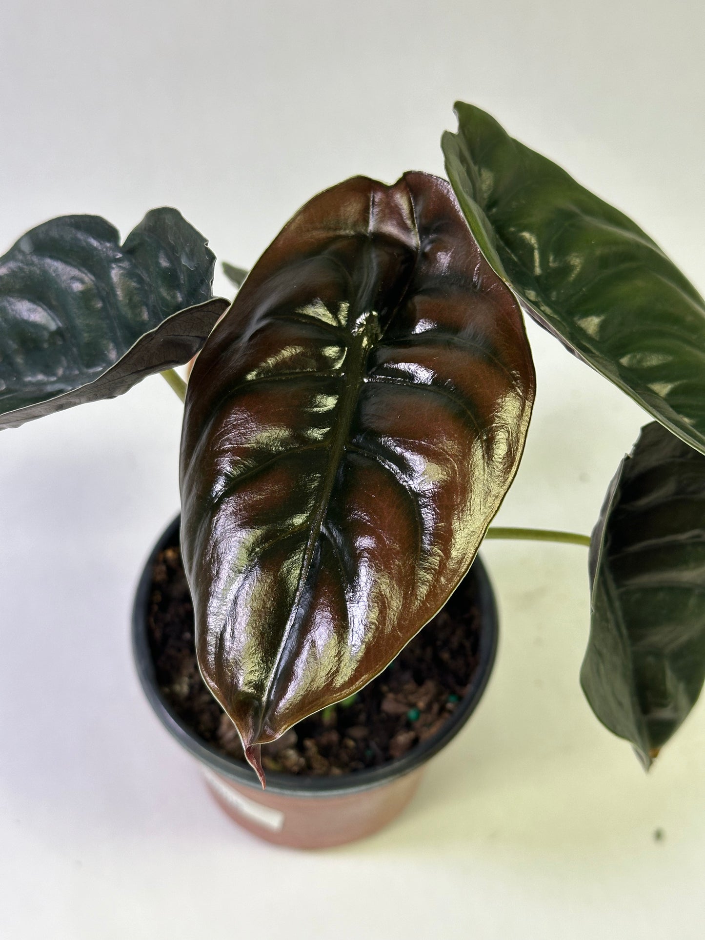 4" Alocasia cuprea "Red Secret"
