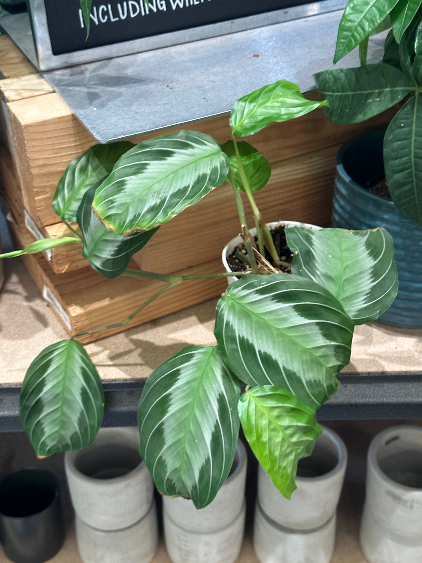 4" Maranta leuconeura Assorted