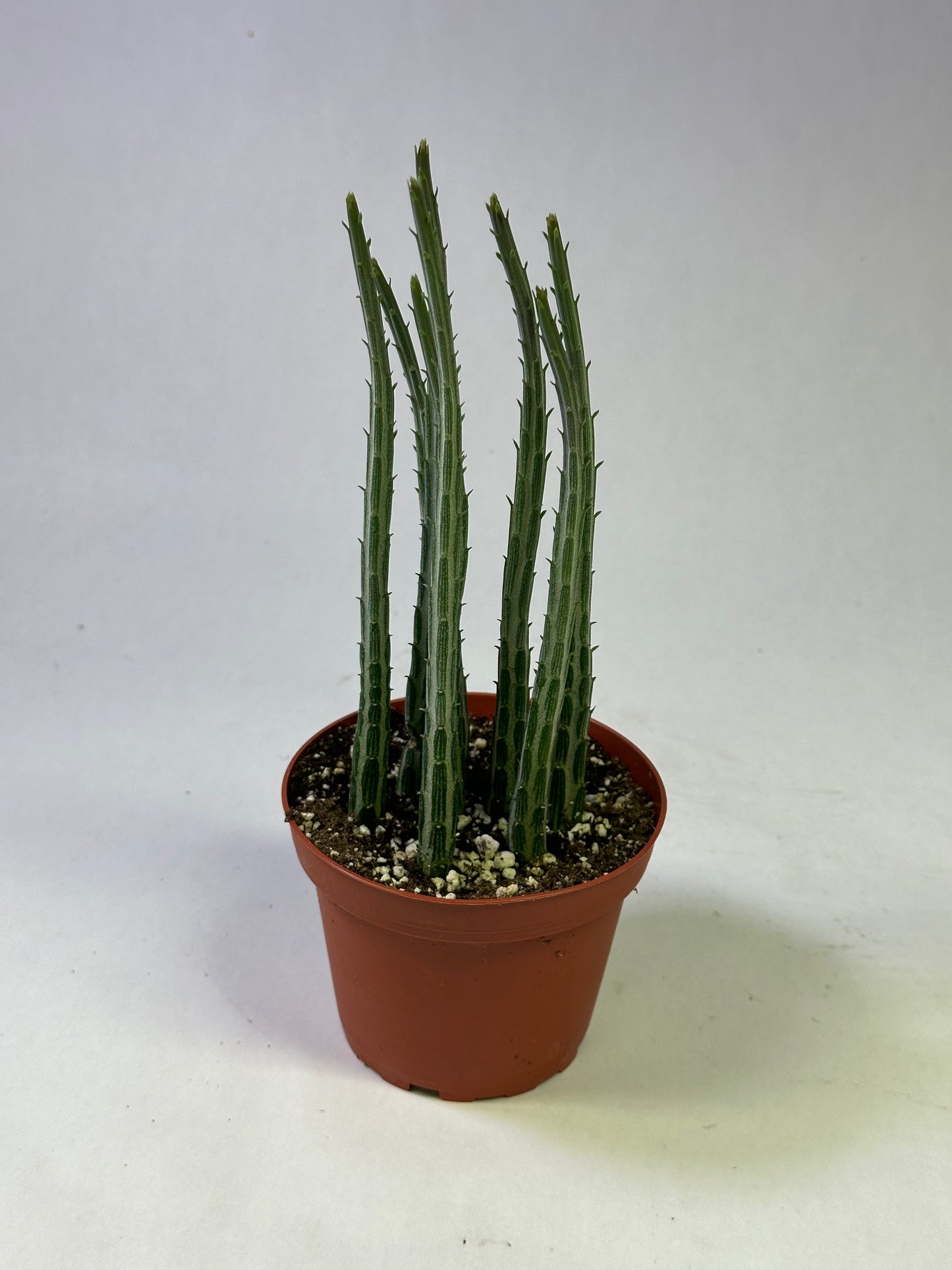 4" Stapelia "Pickle Plant"