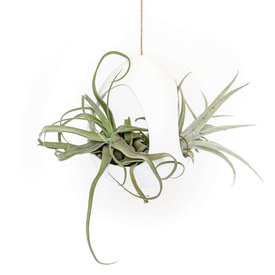 Large Hanging Pod