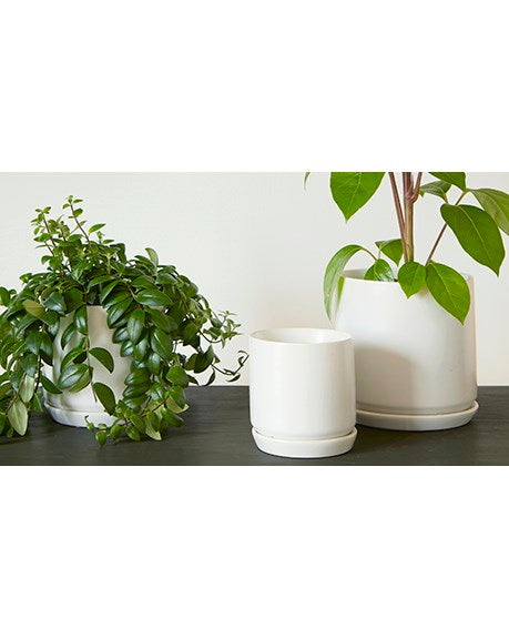 Palm Spring 5" Pot - White