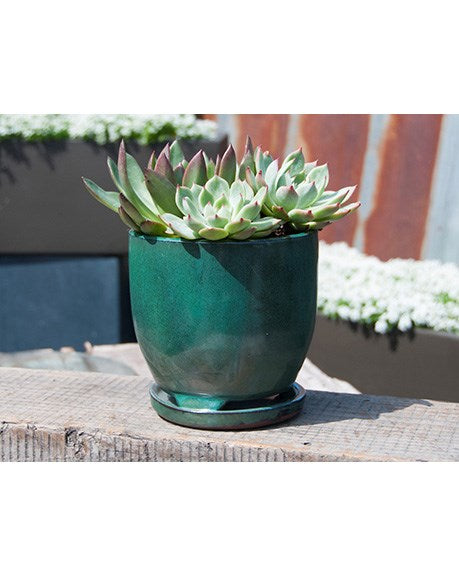maui succulents Verandah 7" Jade Maui Pot – Fern Houseplants