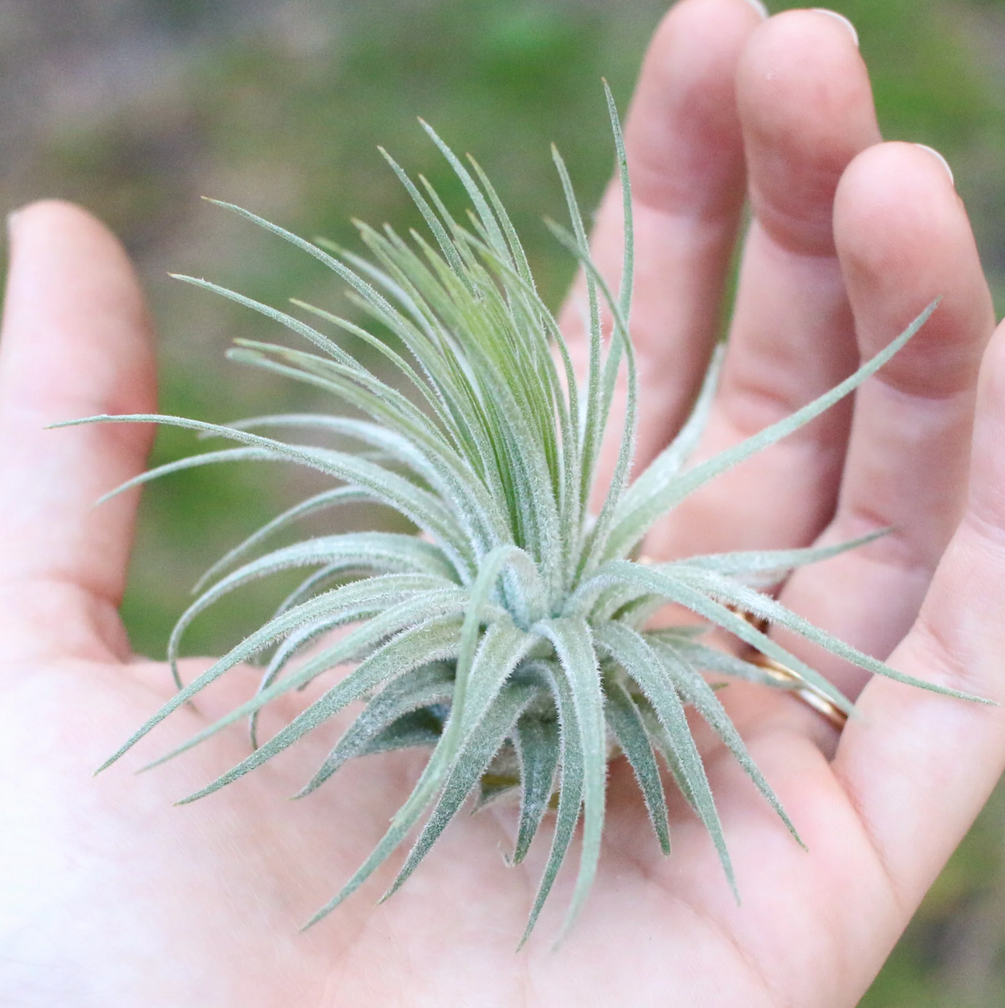 Tillandsia magnusiana