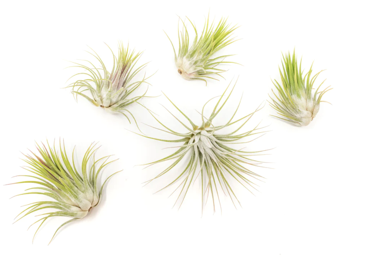 Tillandsia ionatha guatemala