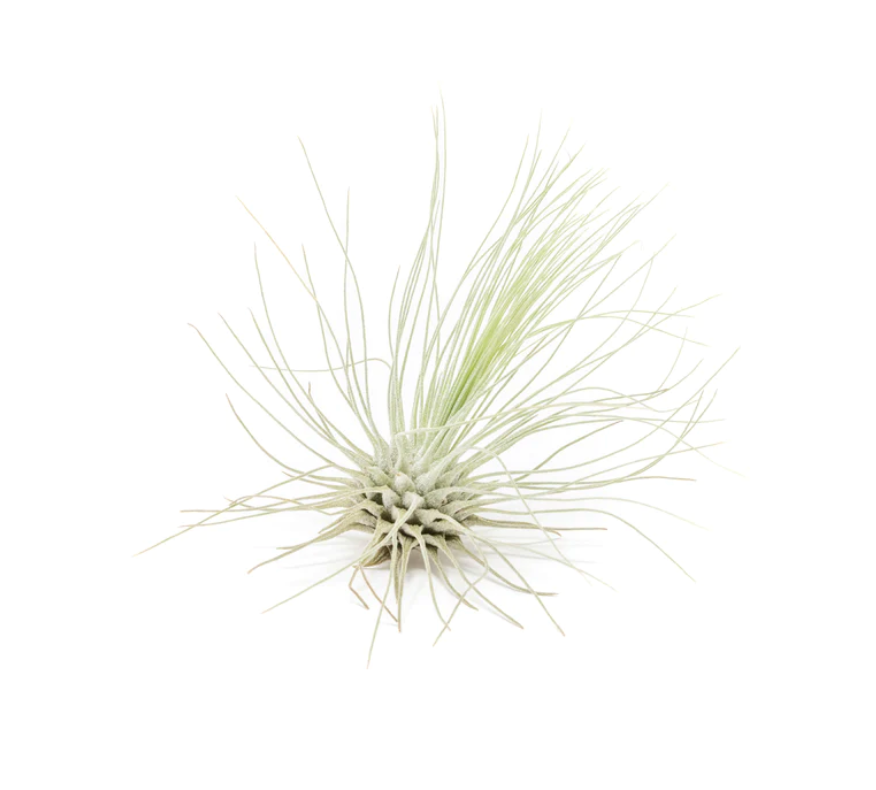Tillandsia argentea
