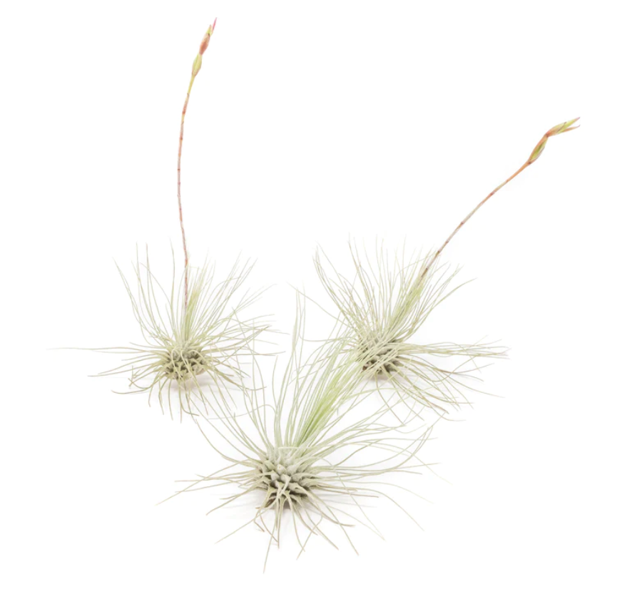 Tillandsia argentea