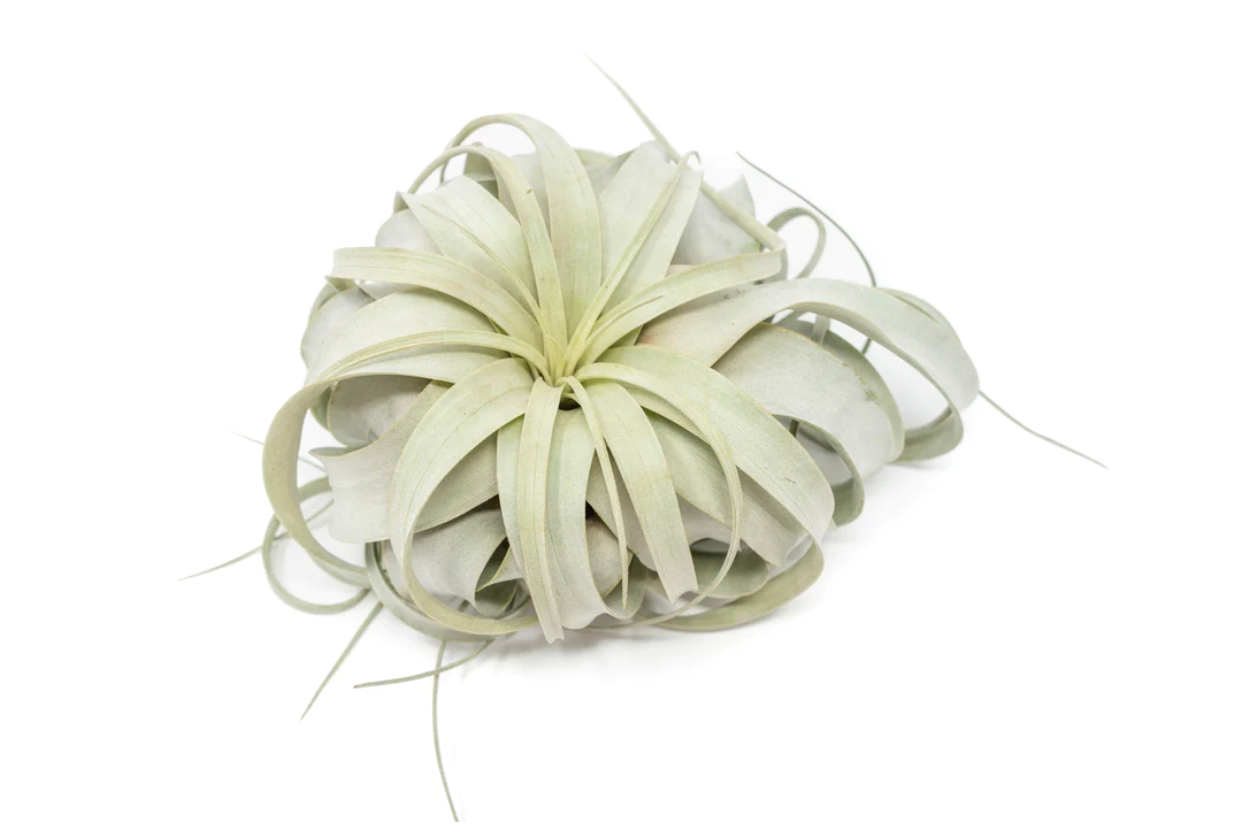 Tillandsia xerographica Lg