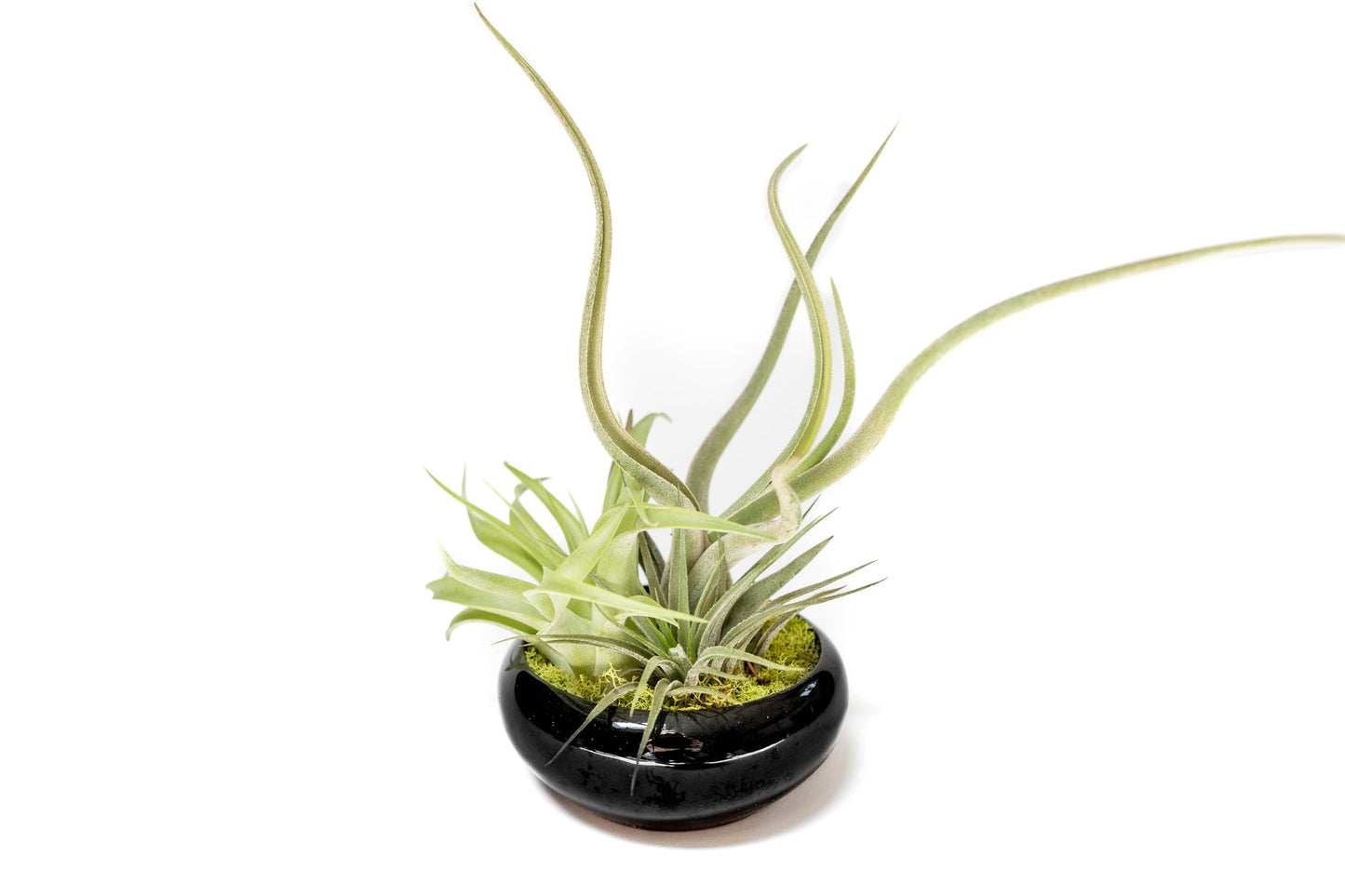 Mini Black Air Plant Dish