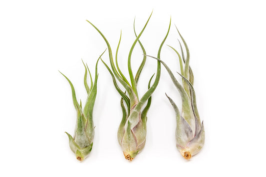 Tillandsia Caput Medusae Large