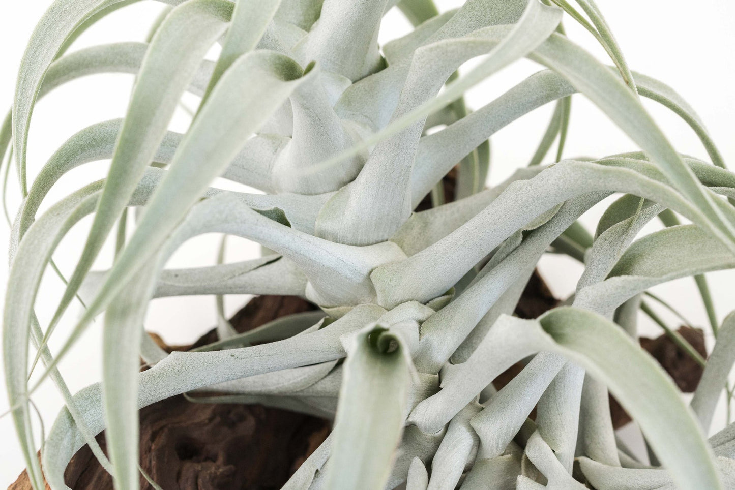 Tillandsia cacticola Small
