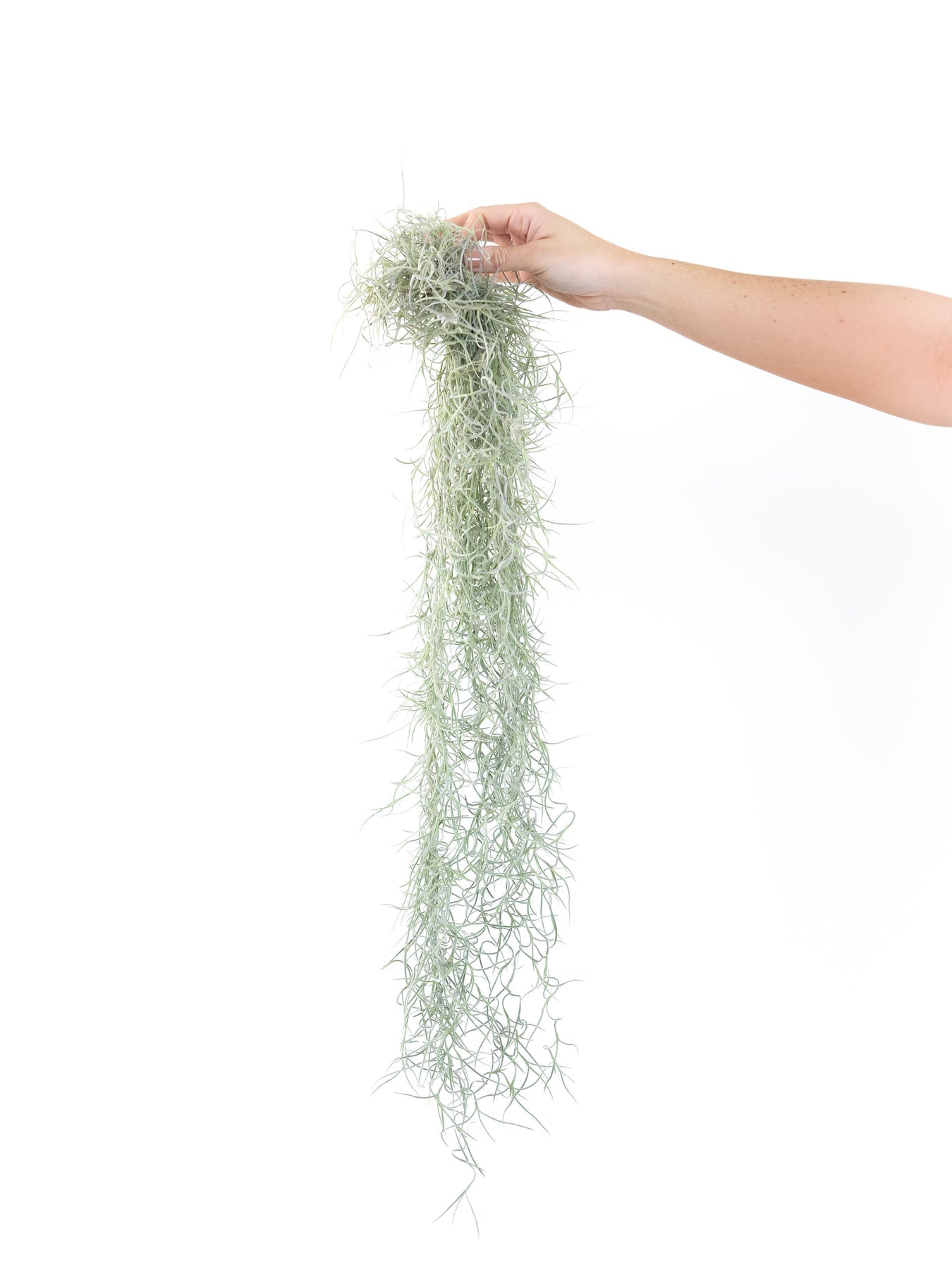 Colombian Spanish Moss