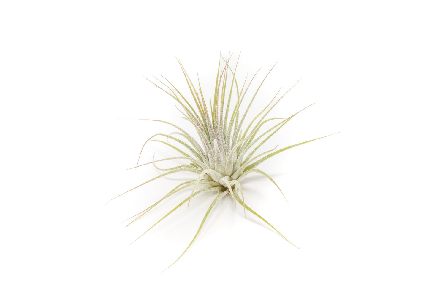 Tillandsia ionatha