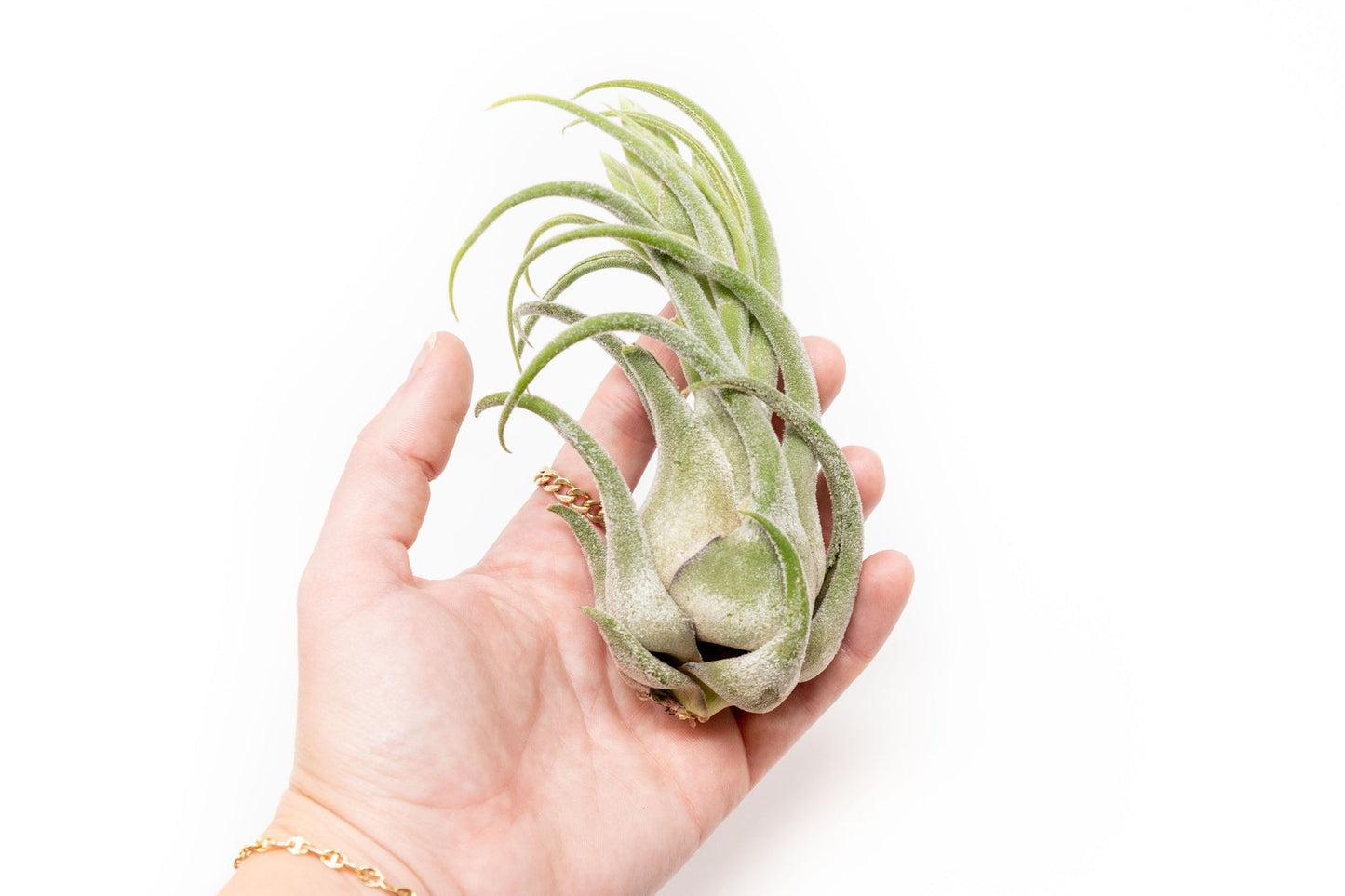 Tillandsia seleriana large