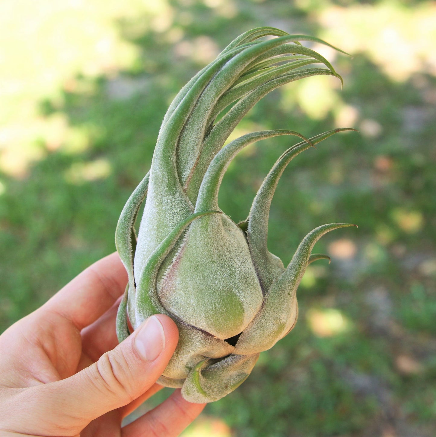 Tillandsia seleriana large