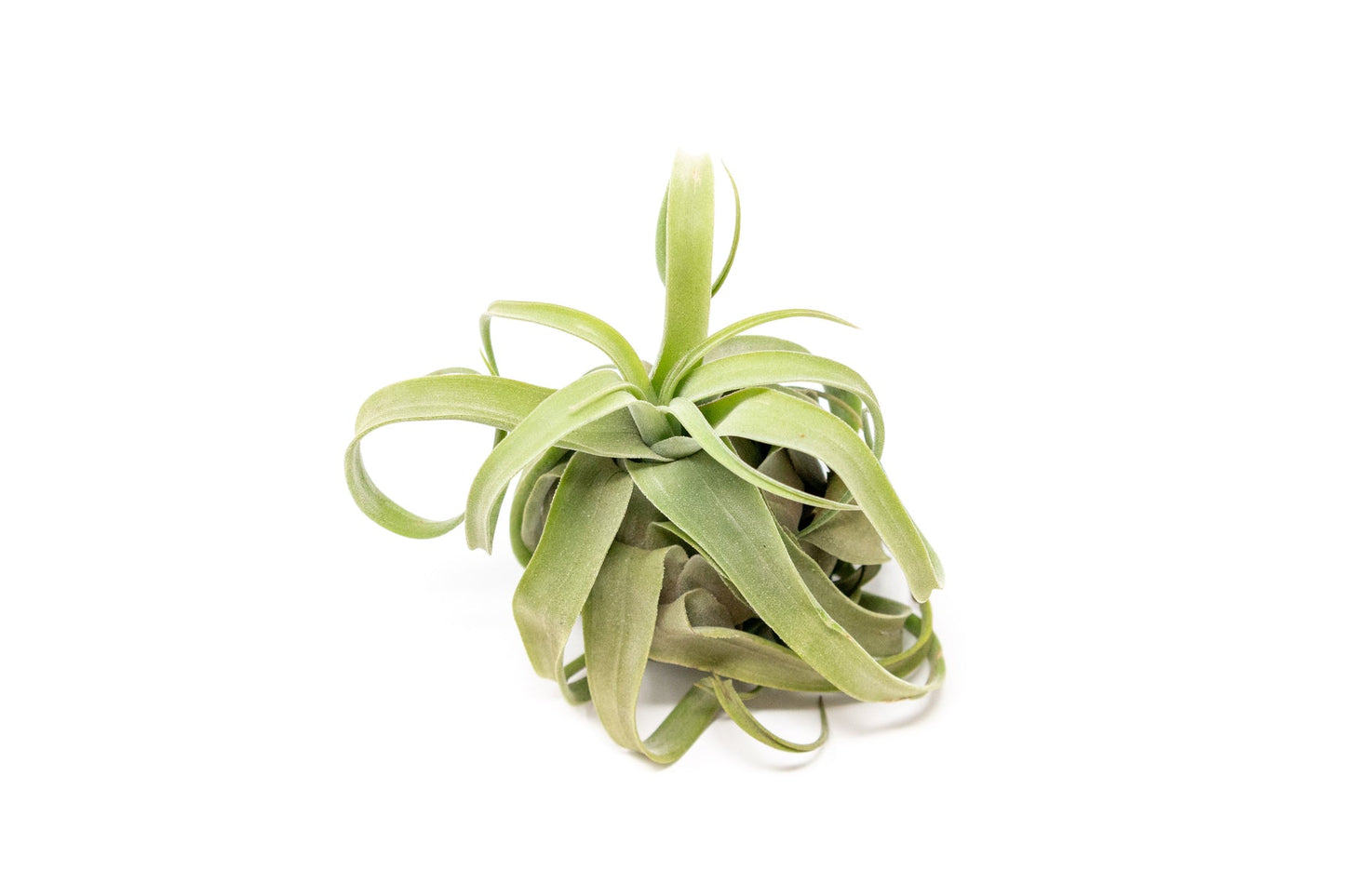 Tillandsia streptophylla small