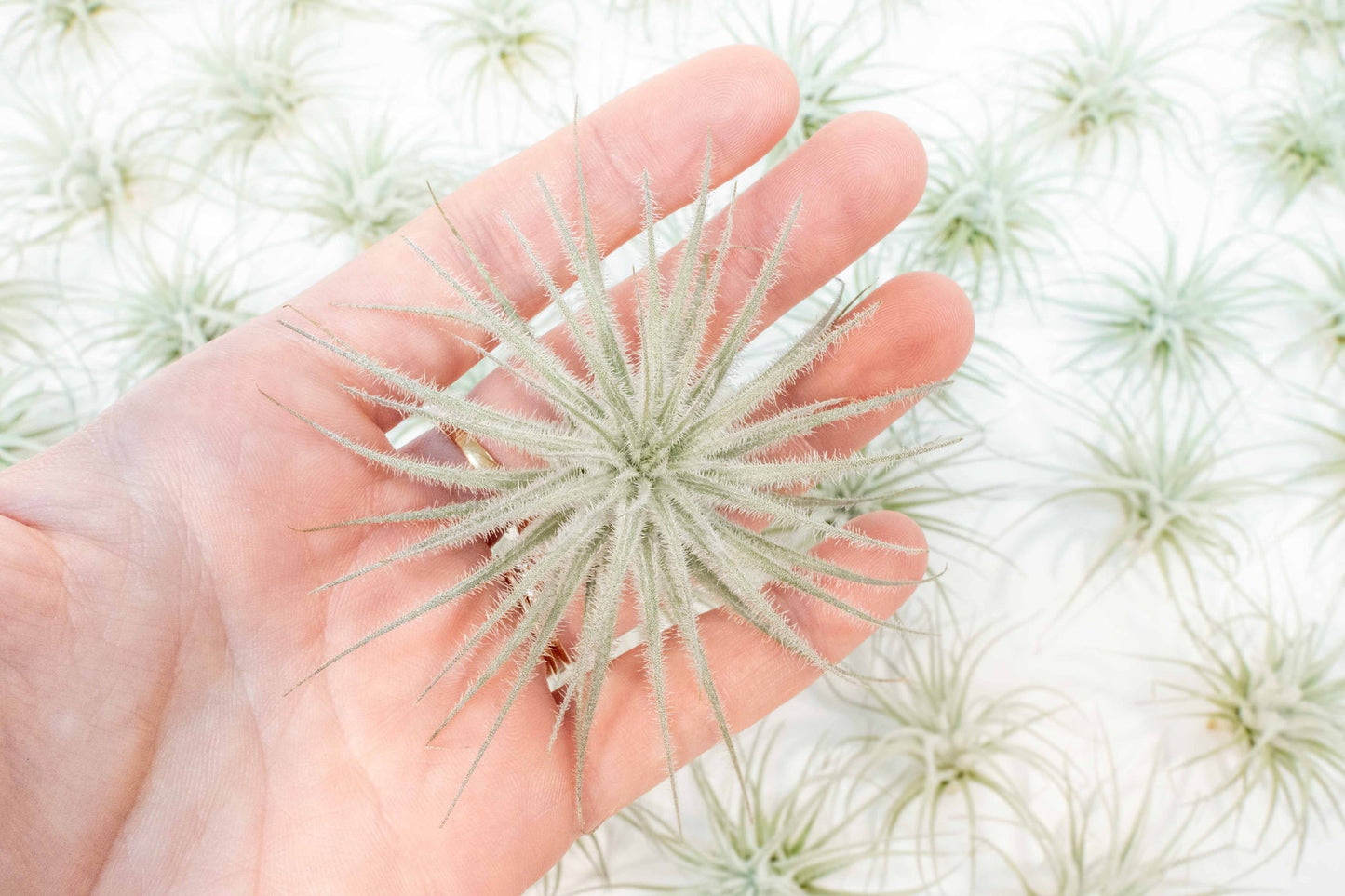Tillandsia tectorum small