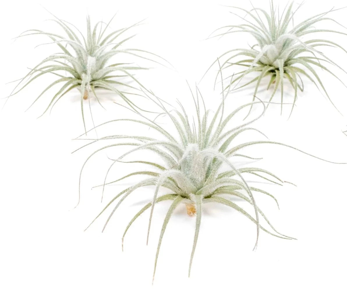 Tillandsia tectorum small