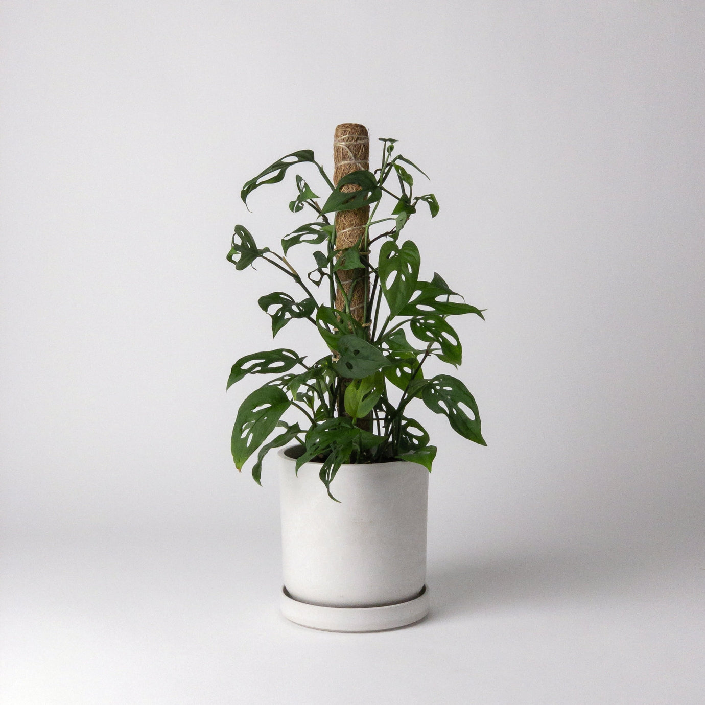 Coco Coir Pole Small