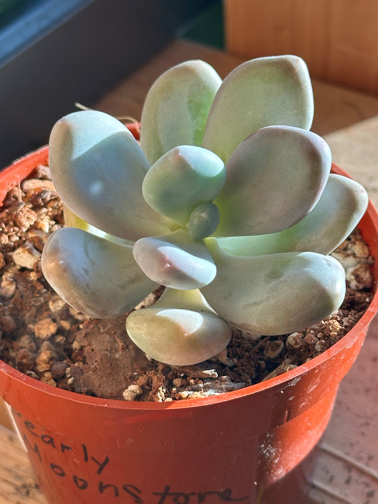 4” Pachyphytum oviferum “Pearly Moonstone”
