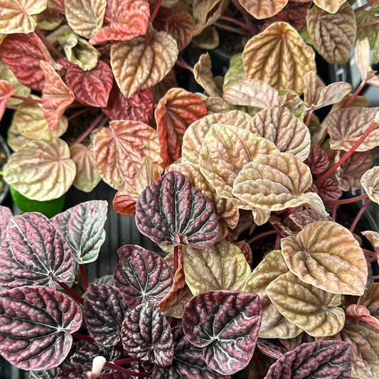 6" Peperomia Assorted