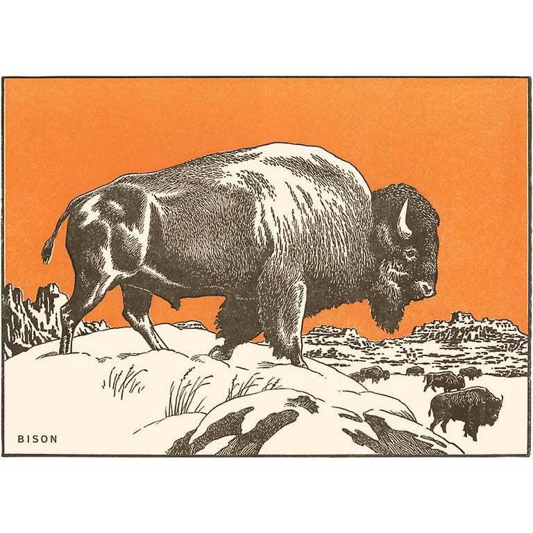 Found Image Print - Bison