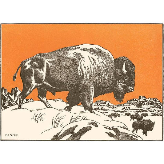 Found Image Print - Bison