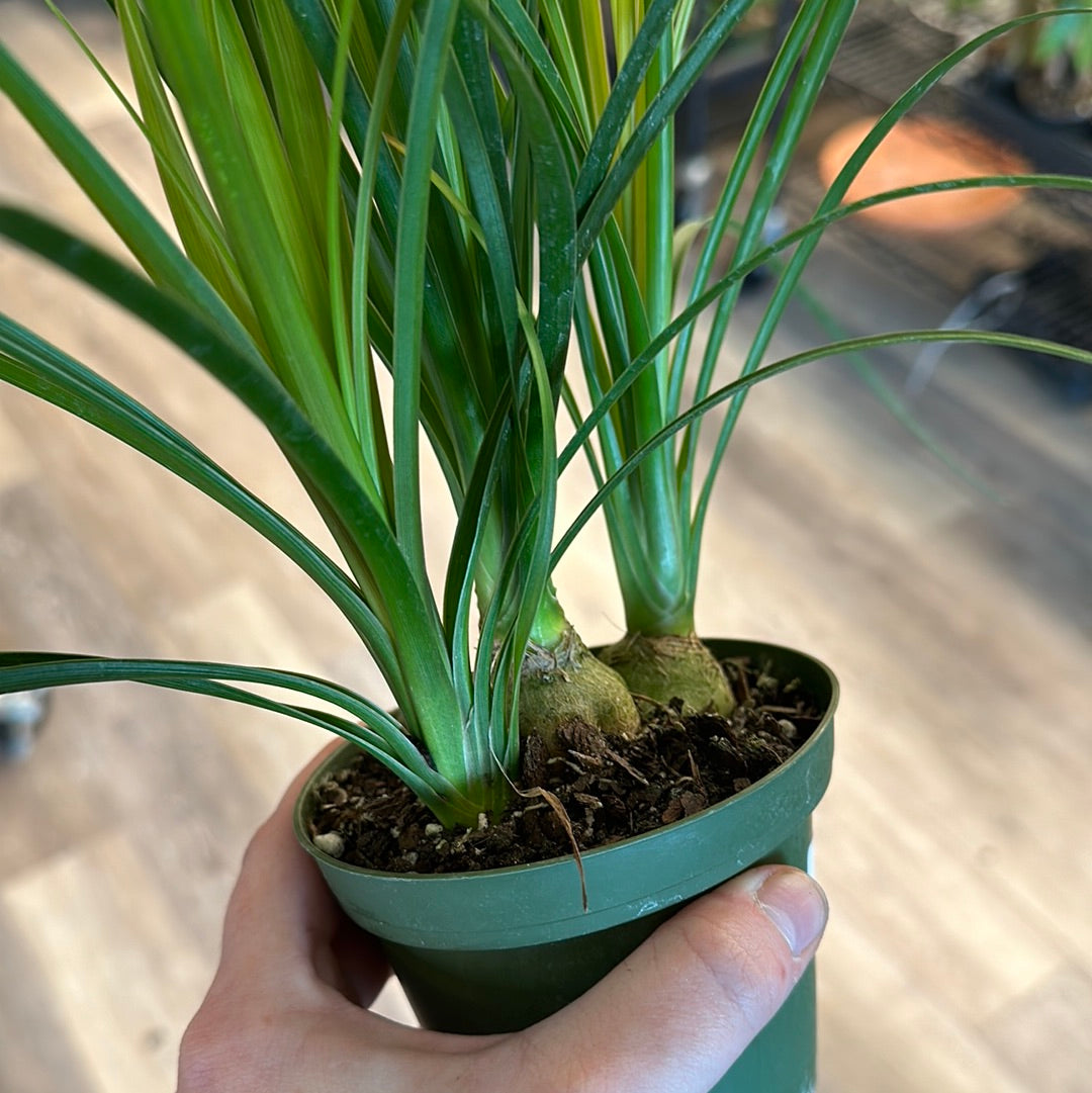 4" Ponytail Palm