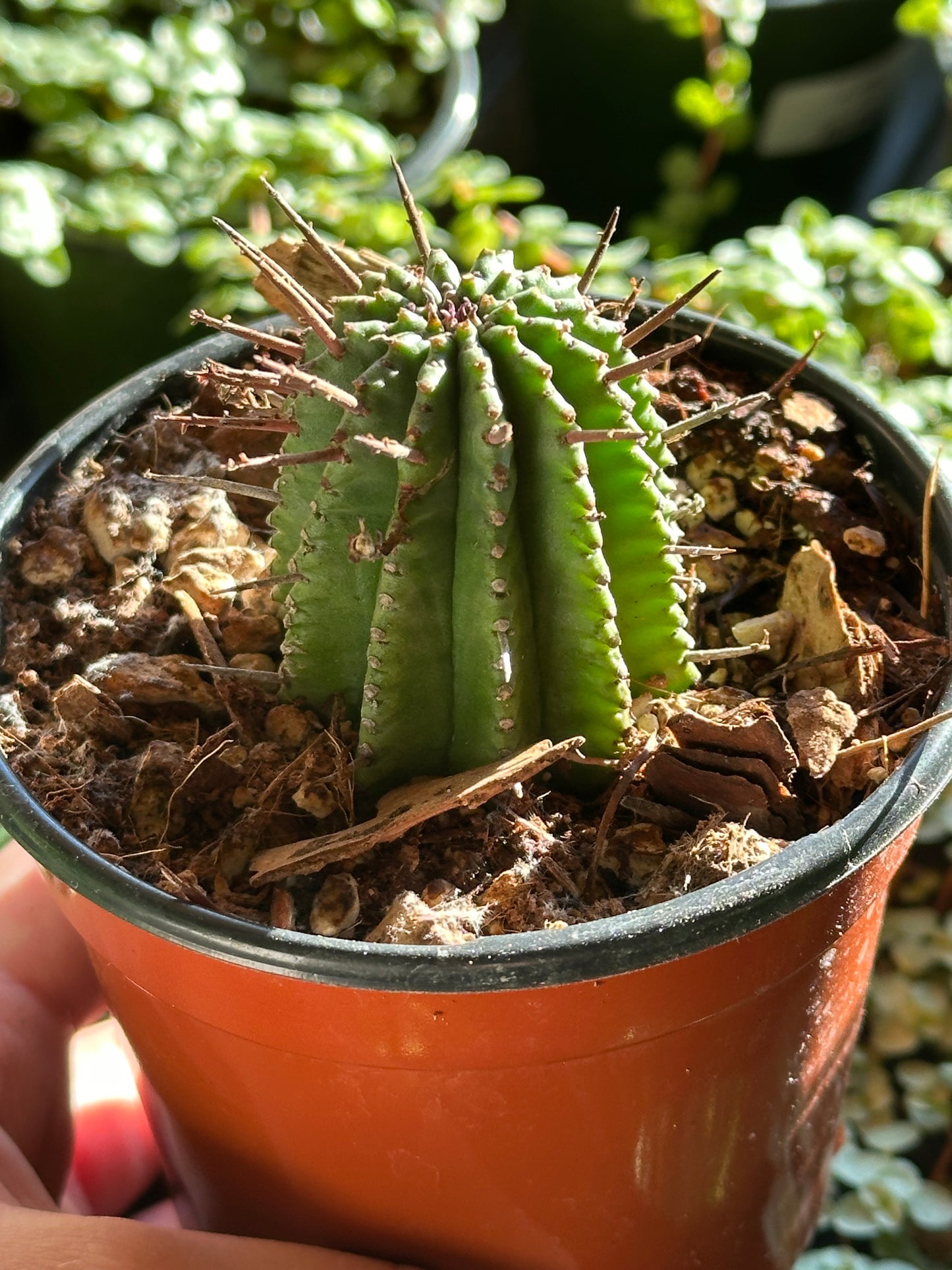 4" Euphorbia horrida