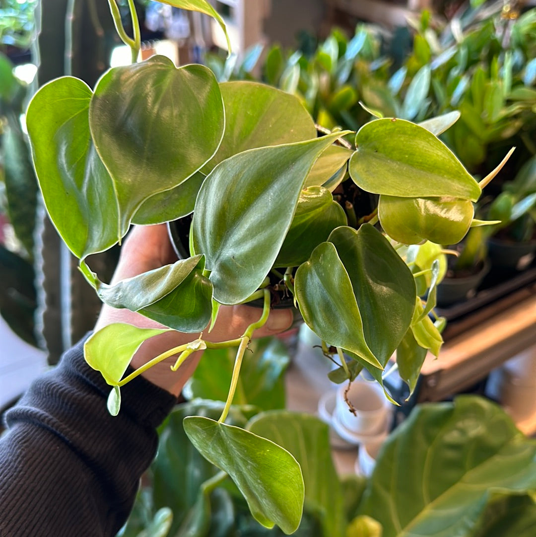 Philodendron hederaceum