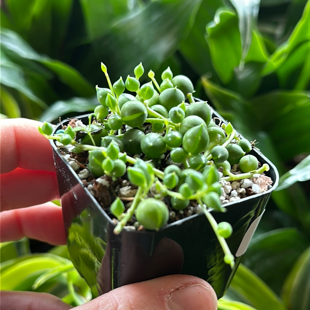 2" String of Pearls