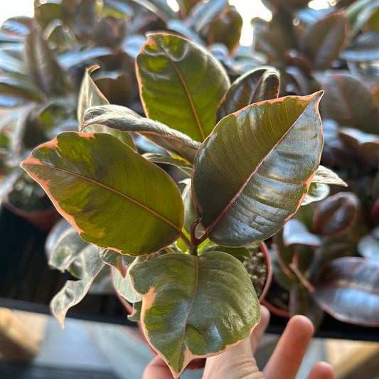 4" Ficus elastica 'Ruby Red'