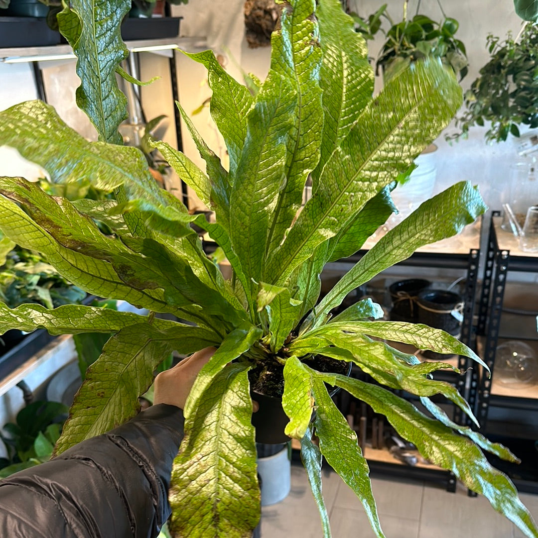 6" Crocodile Fern