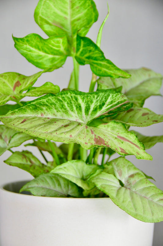 6" Syngonium Confetti