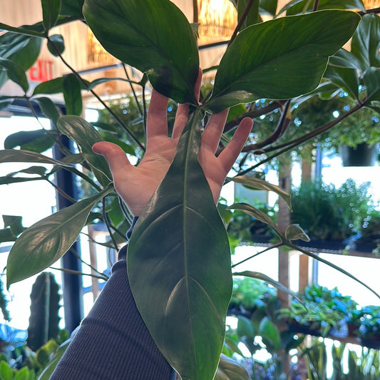 10" Philodendron '69686'