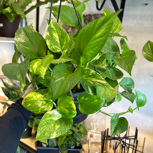 8" Pothos golden HB