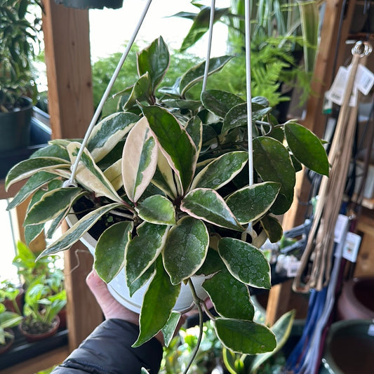 8" Hoya Krimson Queen