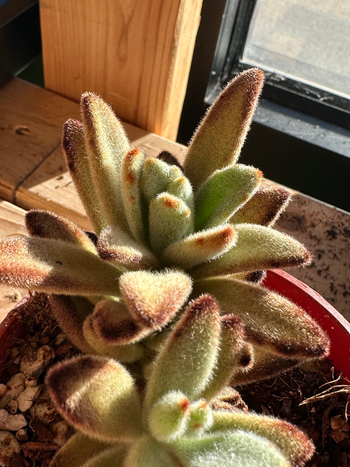 4" Kalanchoe tomentosa "Chocolate Soldier"