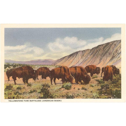 Found Image Print - Bison in Yellowstone