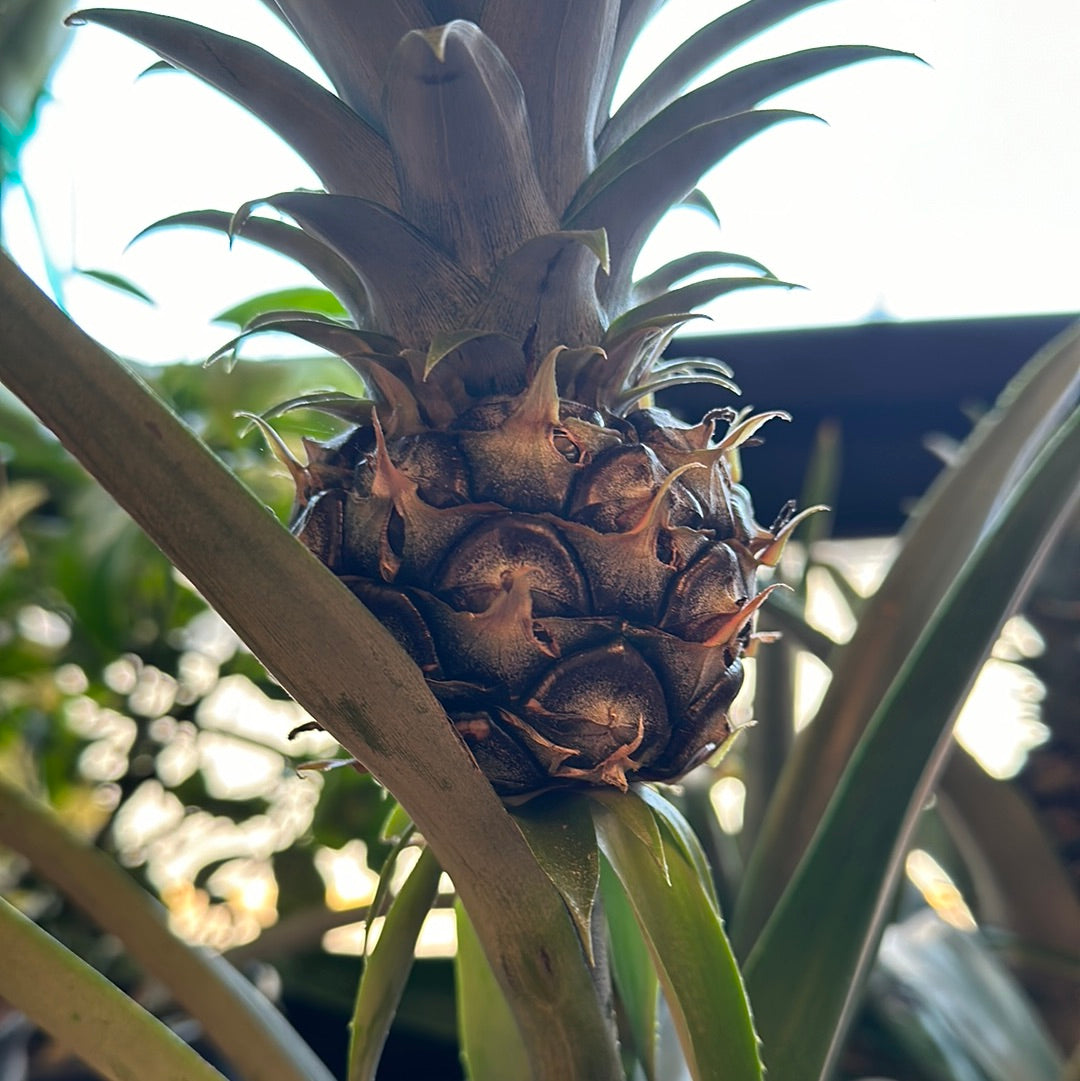 6" Pineapple