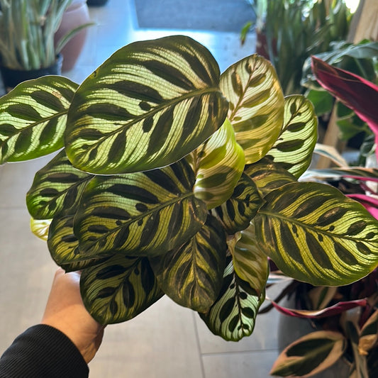 6" Calathea Makoyana