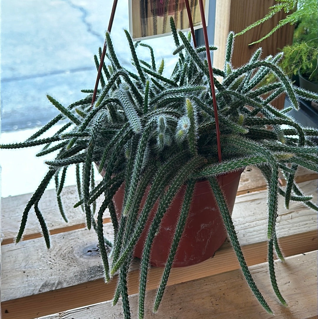 Aporocactus flagelliformis 'Rat Tail'