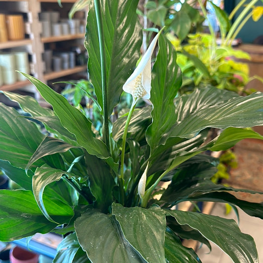 6" Spathiphyllum