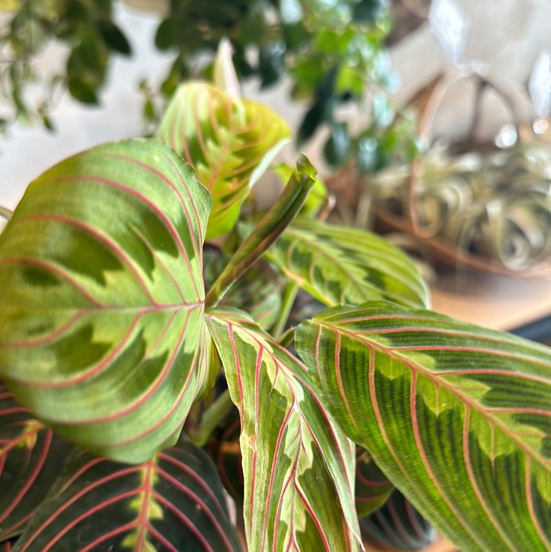 Maranta leuconeura 'Red'